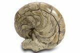 Fossil Nautilus (Aturia) - Boujdour, Morocco #306913-1